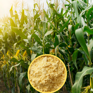 to-giay-bat-phuong-lam-tu-bot-bap-giai-phap-bao-bi-xanh-than-thien-moi-truong